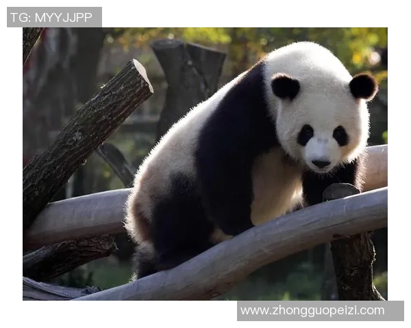 黑白俱乐部：熊猫体育高端会员享受独特线下观赛与交流体验